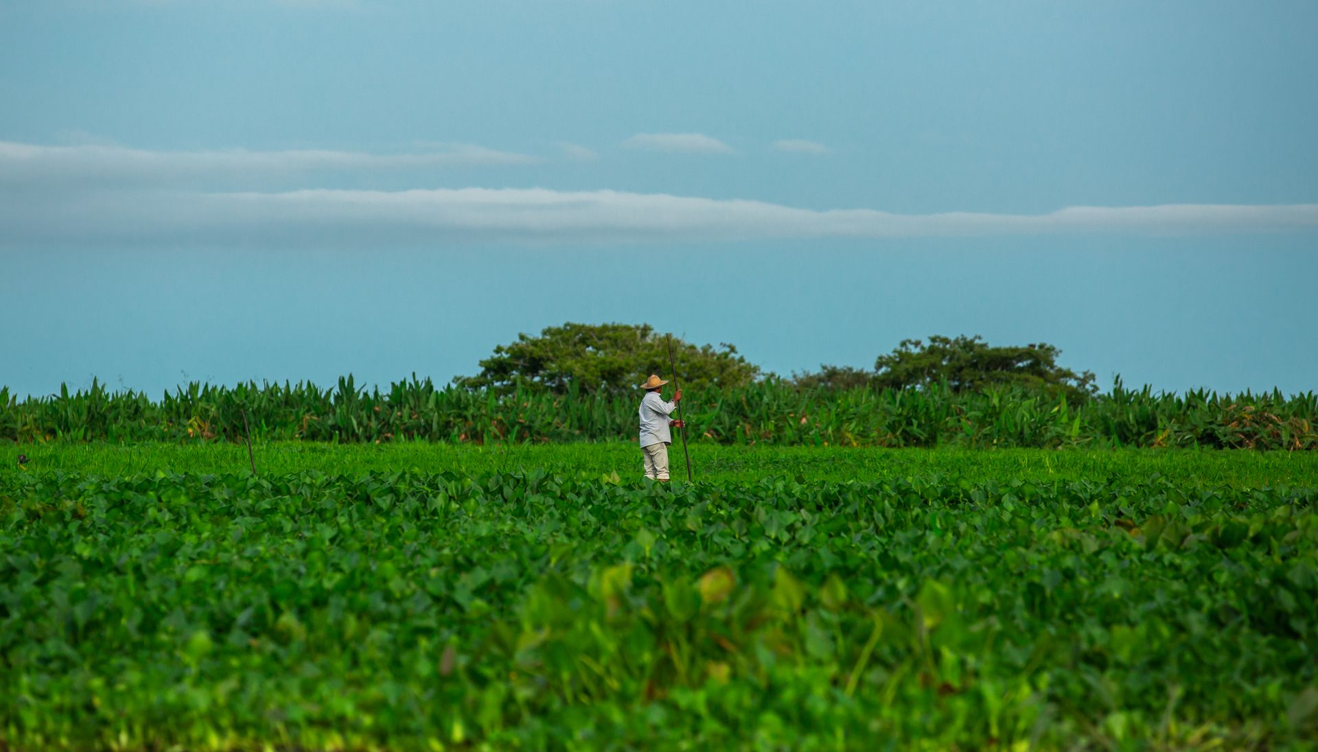 Agricultura